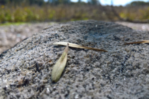 Compostagem de Cinzas de Olarias e Composto Orgânico